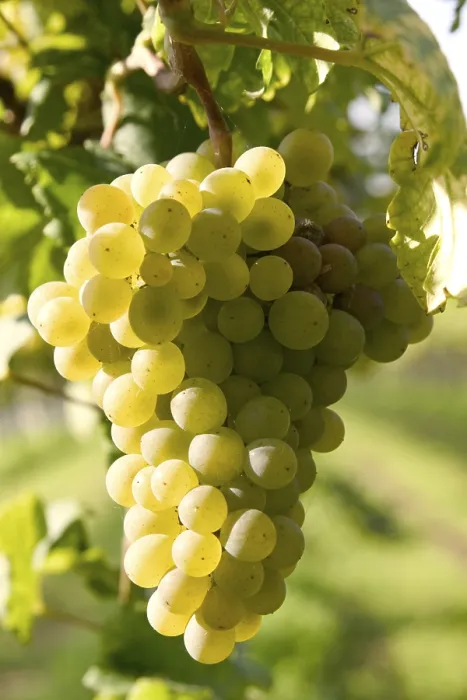 Framed Print : Grapevine Print from imageBROKER Framed Print : Grapevine Print from imageBROKER
