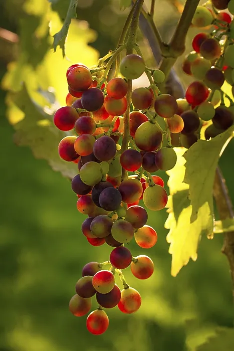 Framed Print : Grapevine on a Vine Print Framed Print : Grapevine on a Vine Print