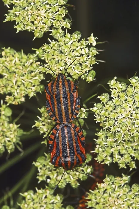 Framed Print : Graphosoma lineatum Print - Mating Striped Bugs Framed Print : Graphosoma lineatum Print - Mating Striped Bugs