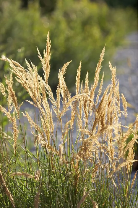 Framed Print : Grass with Seed Print Framed Print : Grass with Seed Print