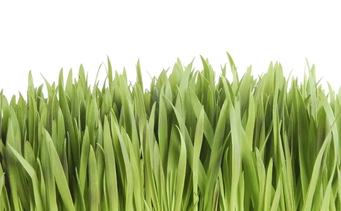 Framed Print : Print of Grass by Claude Monet Framed Print : Print of Grass by Claude Monet