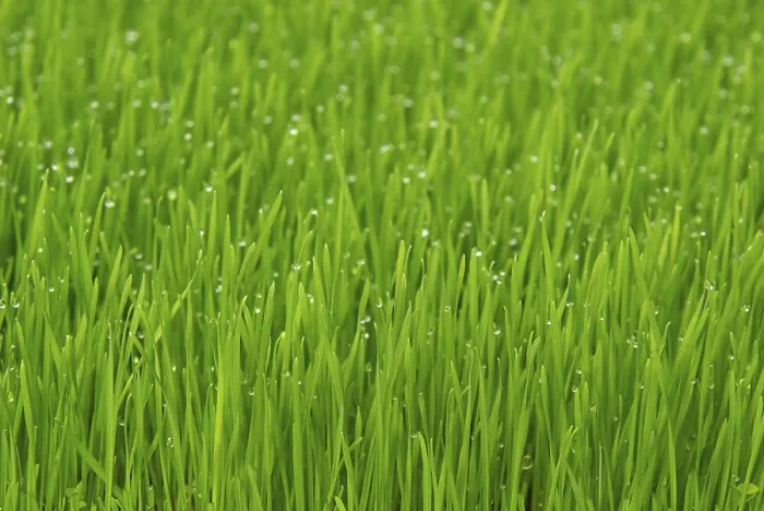 Framed Print : Grass Field Print Framed Print : Grass Field Print