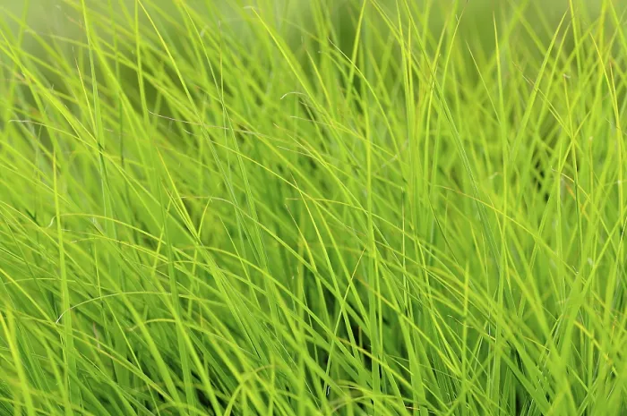 Framed Print : Print of Grass, Blades of Nature Framed Print : Print of Grass, Blades of Nature