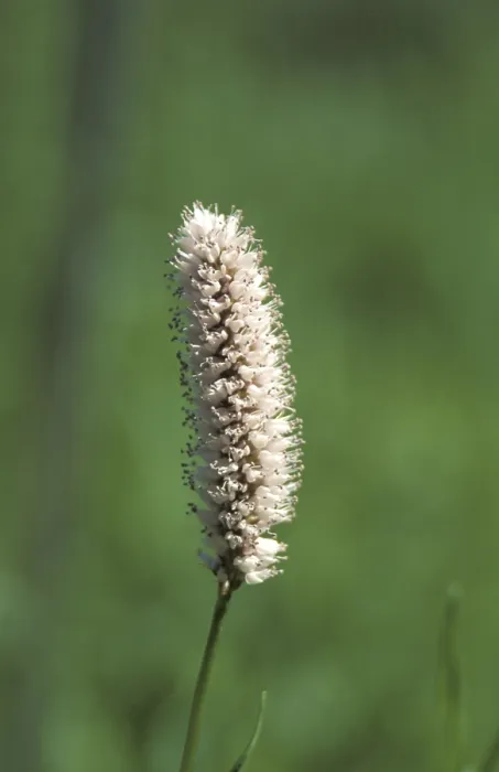 Framed Print : Grass in Bloom Print