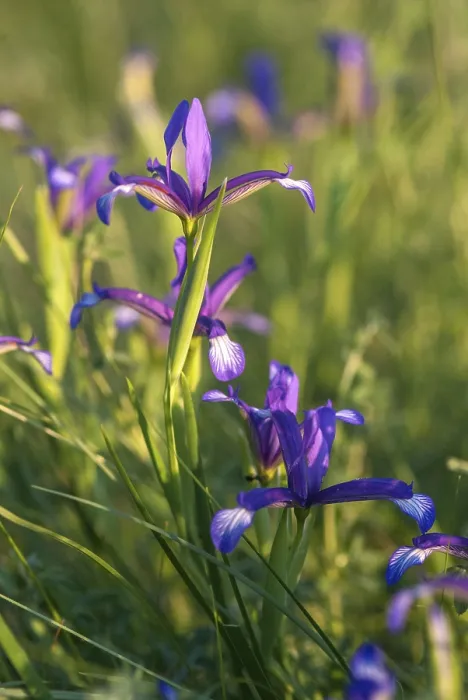 Framed Print : Grass Iris Print in Portrait Format Framed Print : Grass Iris Print in Portrait Format