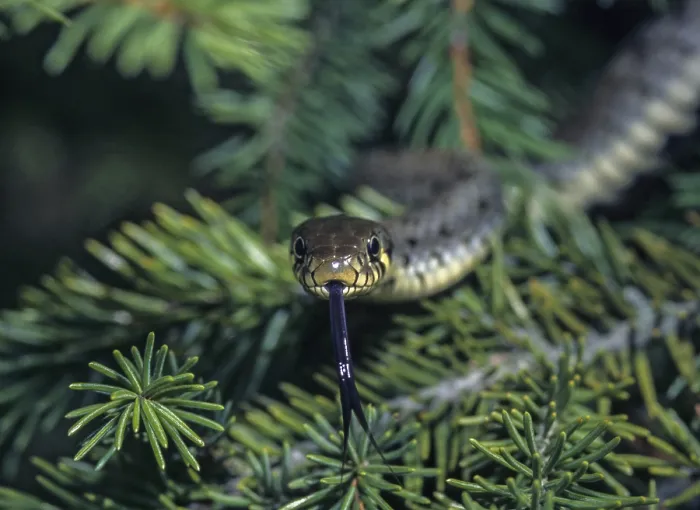 Framed Print : Grass Snake Print, Natrix natrix Framed Print : Grass Snake Print, Natrix natrix