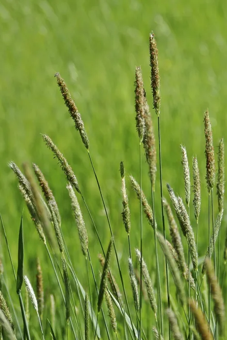 Framed Print : Print of Various Grasses in a Field Framed Print : Print of Various Grasses in a Field