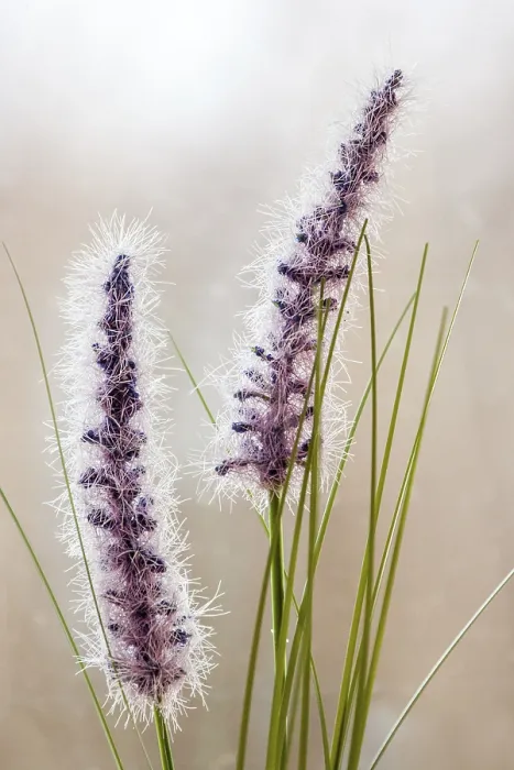 Framed Print : Print of Various Grasses in a Field Framed Print : Print of Various Grasses in a Field