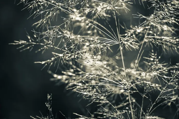 Framed Print : Grasses in Backlight Print, Mindelheim, Germany Framed Print : Grasses in Backlight Print, Mindelheim, Germany