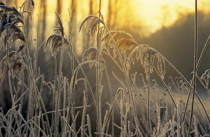 Framed Print : Grasses against the Light Print Framed Print : Grasses against the Light Print