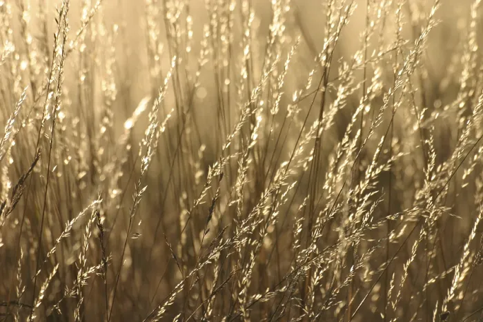 Framed Print : Grasses against the Light Print Framed Print : Grasses against the Light Print