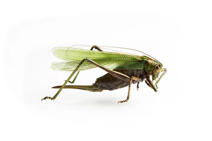 Framed Print : A Grasshopper Print Framed Print : A Grasshopper Print