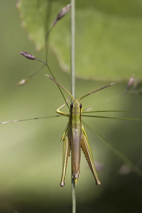 Framed Print : Grasshopper in the grass Print by ImageBROKER Framed Print : Grasshopper in the grass Print by ImageBROKER