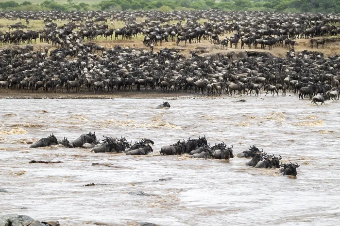 Framed Print : The Great Migration, Wildebeest Cross Mara River Print Framed Print : The Great Migration, Wildebeest Cross Mara River Print