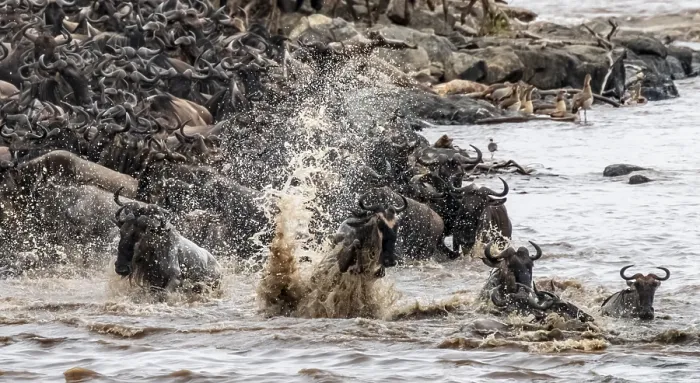 Framed Print : The Great Migration Print: Wildebeest Cross Mara River, Tanzania Framed Print : The Great Migration Print: Wildebeest Cross Mara River, Tanzania