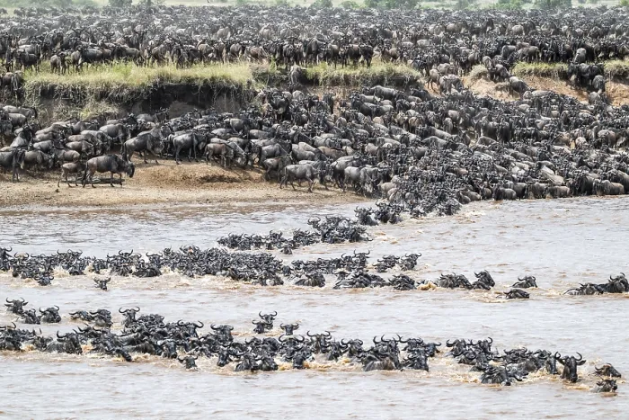 Framed Print : The Great Migration: Wildebeest Cross Mara River Print Framed Print : The Great Migration: Wildebeest Cross Mara River Print