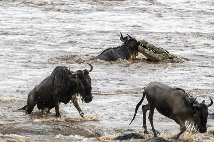Framed Print : The Great Migration Print: Wildebeest Crossing Mara River Framed Print : The Great Migration Print: Wildebeest Crossing Mara River