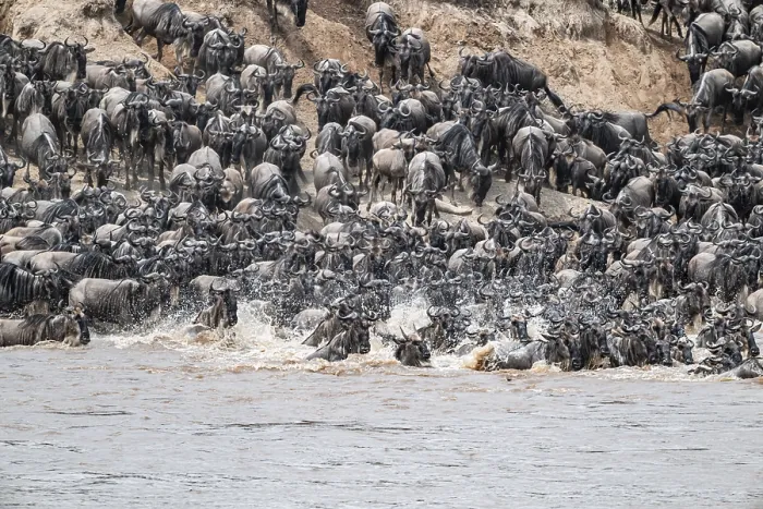 Framed Print : The Great Migration: Wildebeest Crossing the Mara River Print Framed Print : The Great Migration: Wildebeest Crossing the Mara River Print