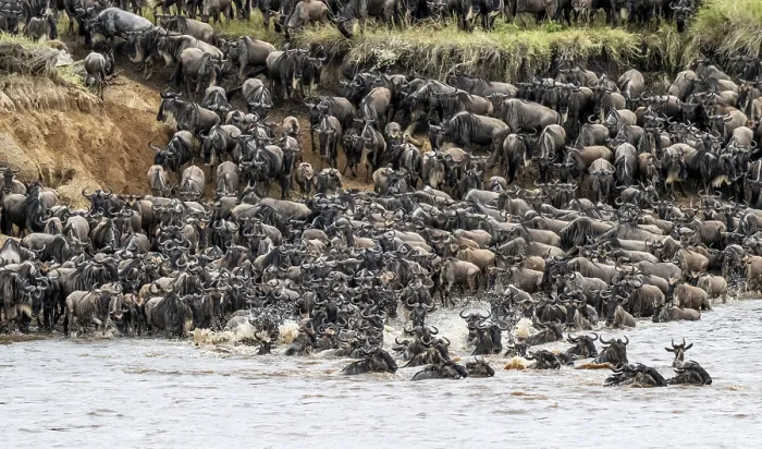 Framed Print : The Great Migration, Wildebeest Crossing Mara River Print Framed Print : The Great Migration, Wildebeest Crossing Mara River Print
