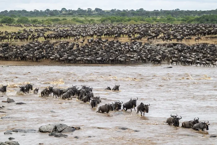 Framed Print : The Great Migration Print: Wildebeest Cross Mara River, Tanzania Framed Print : The Great Migration Print: Wildebeest Cross Mara River, Tanzania