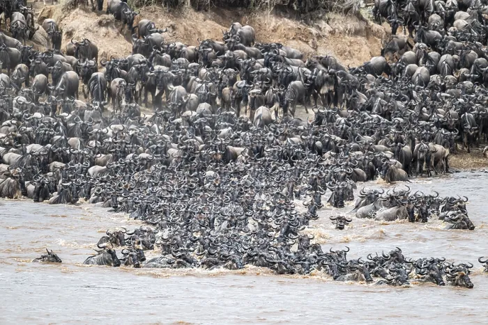 Framed Print : The Great Migration: Wildebeest Cross Mara River Print Framed Print : The Great Migration: Wildebeest Cross Mara River Print