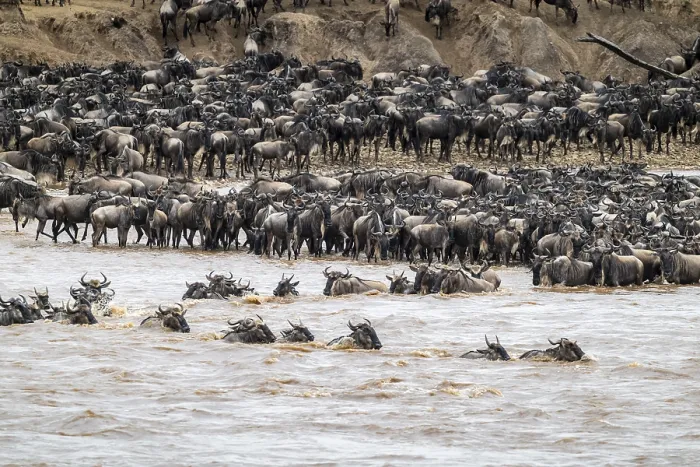 Framed Print : The Great Migration Print: Wildebeest Cross Mara River, Tanzania Framed Print : The Great Migration Print: Wildebeest Cross Mara River, Tanzania