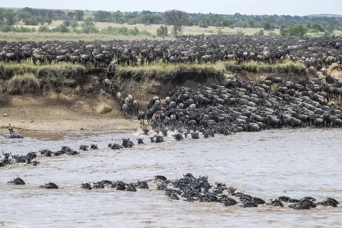 Framed Print : The Great Migration: Wildebeest Crossing, Print Framed Print : The Great Migration: Wildebeest Crossing, Print