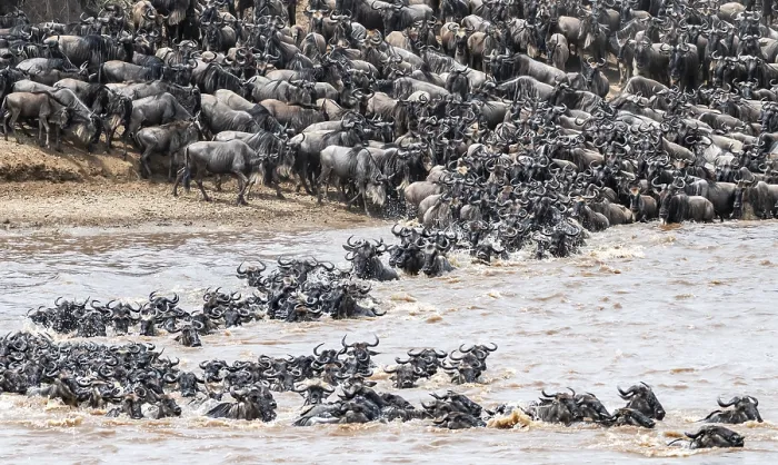 Framed Print : The Great Migration Print: Wildebeest crossing the Mara River Framed Print : The Great Migration Print: Wildebeest crossing the Mara River