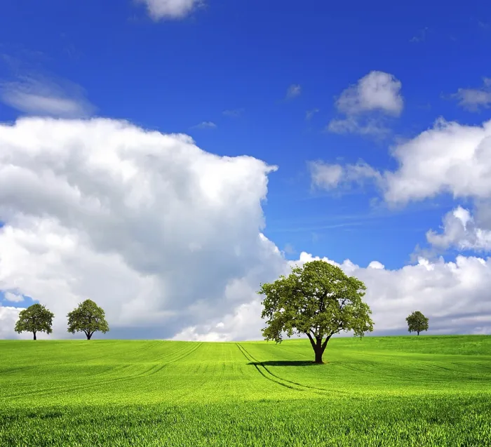 Framed Print : Green Field Print by ImageBROKER Framed Print : Green Field Print by ImageBROKER