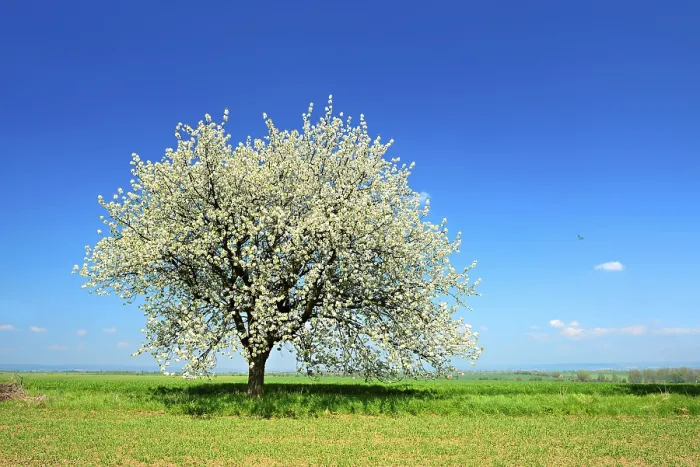 Framed Print : Green Fields in Spring Print, Unstrut-Hainich-Kreis, Germany Framed Print : Green Fields in Spring Print, Unstrut-Hainich-Kreis, Germany