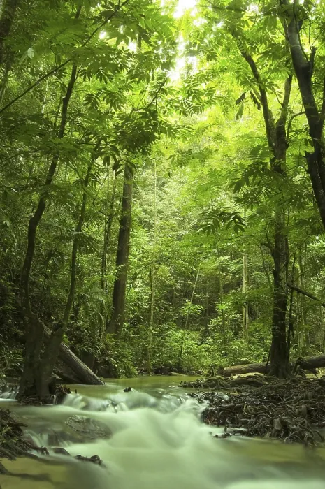 Framed Print : Green Forest and River Print Framed Print : Green Forest and River Print