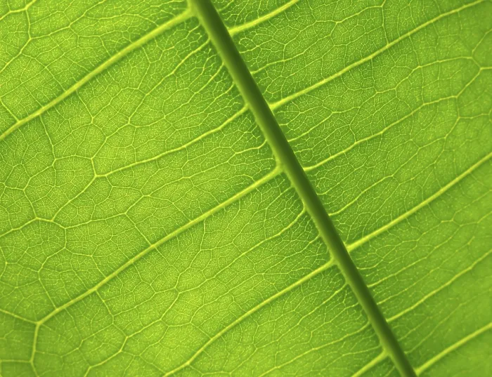 Framed Print : Green Leaf Detail Print Framed Print : Green Leaf Detail Print