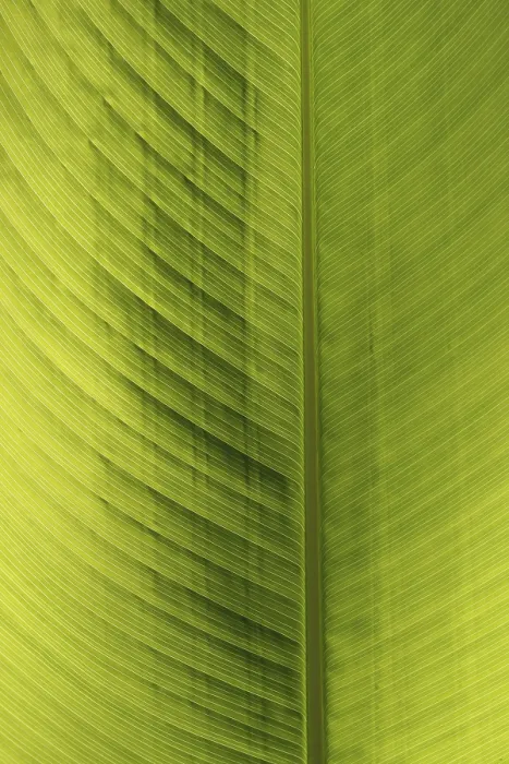 Framed Print : Green Leaf Print - Image from imageBROKER Framed Print : Green Leaf Print - Image from imageBROKER