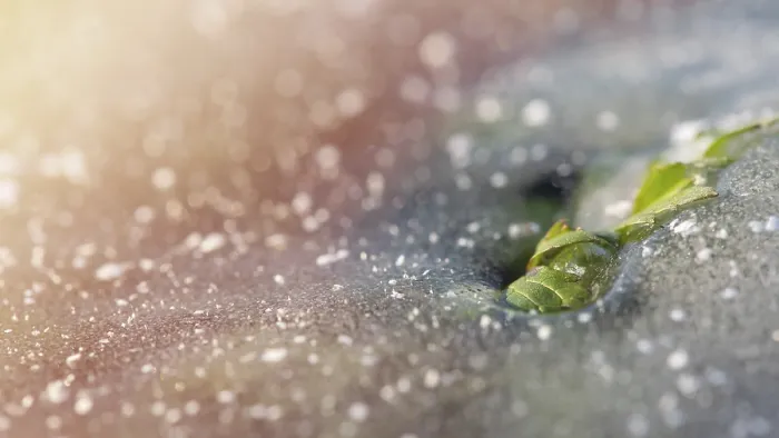 Framed Print : Green Leaf Breaks Through the Ice Print - Winter Resilience Framed Print : Green Leaf Breaks Through the Ice Print - Winter Resilience