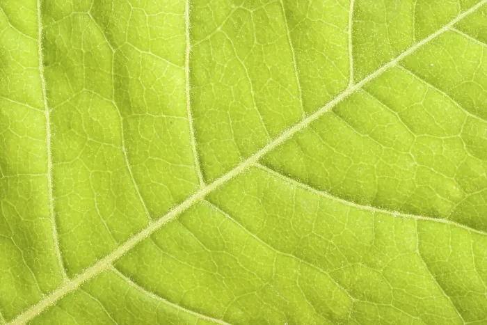 Framed Print : Green Leaf Close-Up Print Framed Print : Green Leaf Close-Up Print