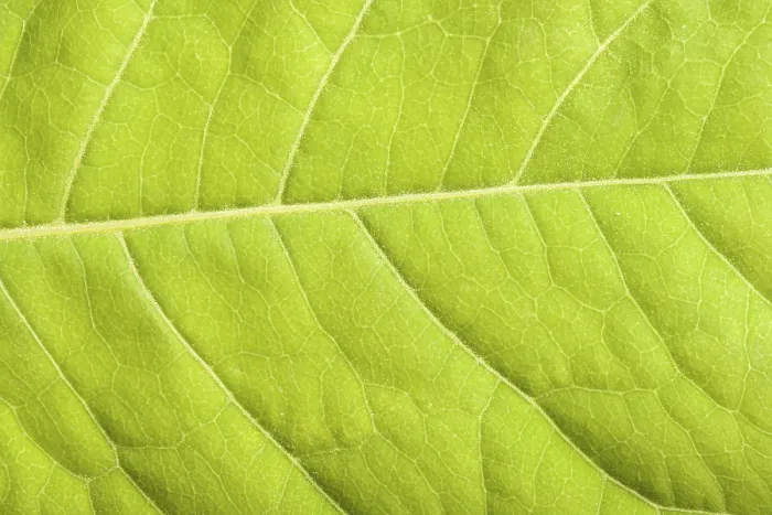 Framed Print : Green Leaf Close-up Print Framed Print : Green Leaf Close-up Print