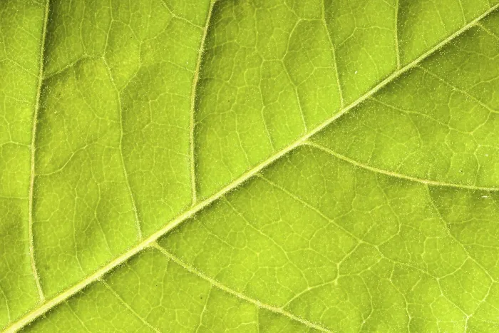 Framed Print : Close-up Print of a Green Leaf Framed Print : Close-up Print of a Green Leaf