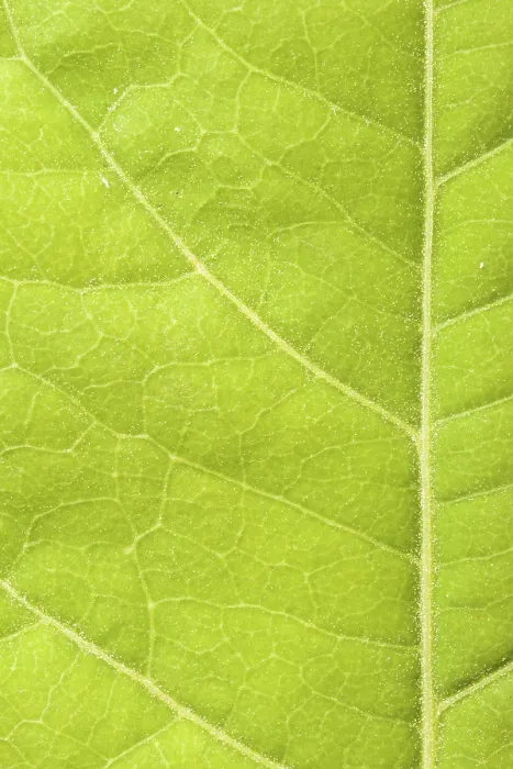 Framed Print : Close-up Print of a Green Leaf Framed Print : Close-up Print of a Green Leaf