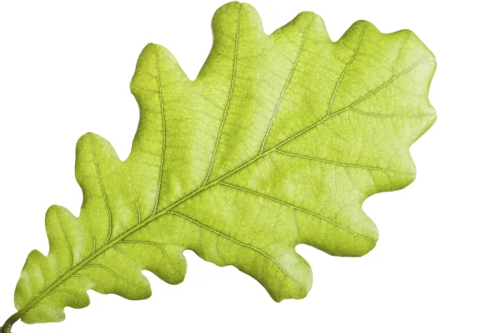Framed Print : Close-up Print of a Green Leaf