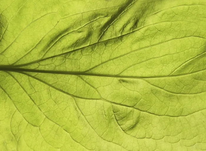 Framed Print : Close-up Green Leaf Texture Print Framed Print : Close-up Green Leaf Texture Print