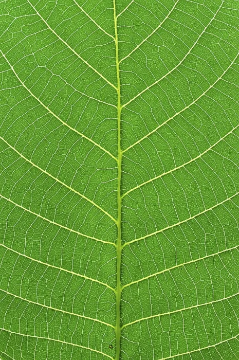 Framed Print : Green Leaf Macro Print Framed Print : Green Leaf Macro Print
