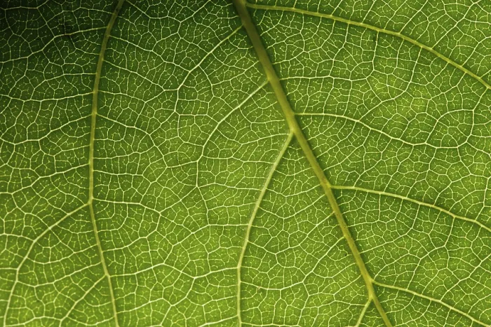 Framed Print : Green Leaf Macro Print Framed Print : Green Leaf Macro Print