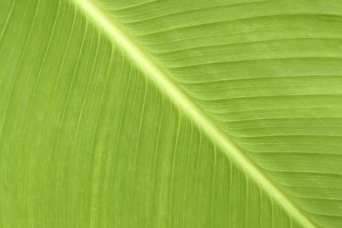 Framed Print : Green Leaf Macro Print for Backgrounds or Textures Framed Print : Green Leaf Macro Print for Backgrounds or Textures