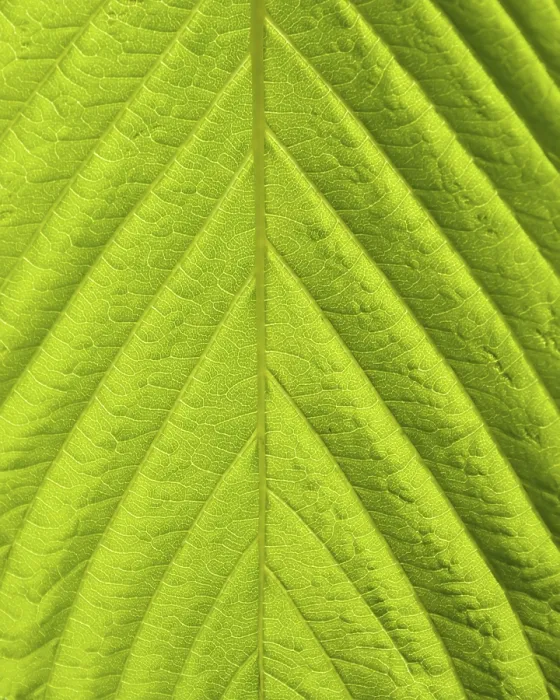 Framed Print : Green Leaf Macro Print