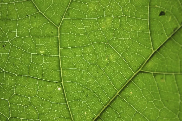 Framed Print : Green Leaf Texture Print Framed Print : Green Leaf Texture Print