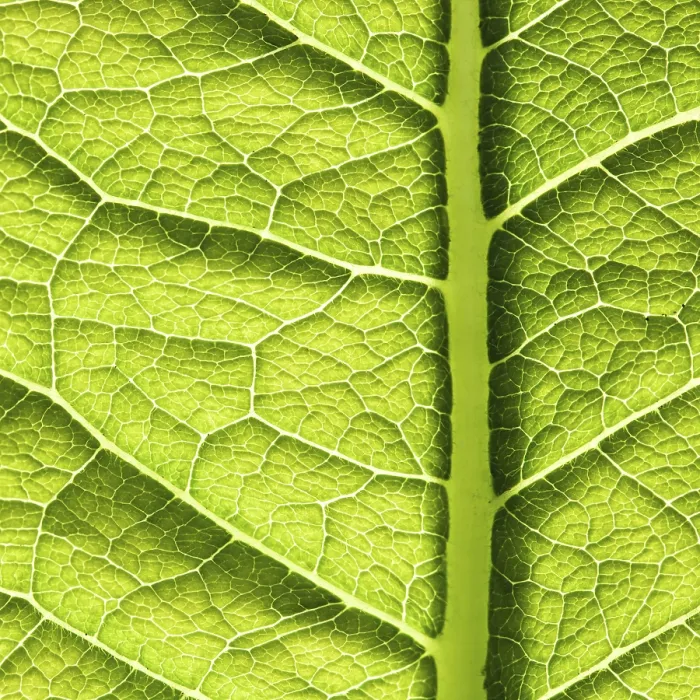 Framed Print : Green Leaf Texture Spring Print Framed Print : Green Leaf Texture Spring Print
