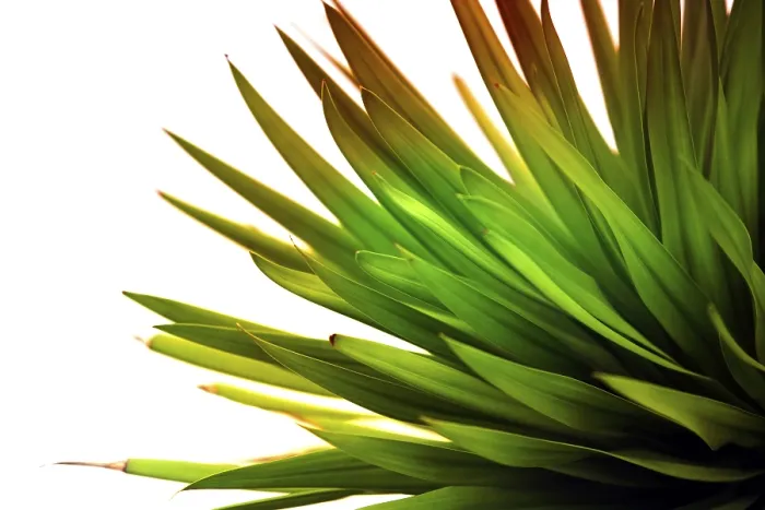 Framed Print : Soft Focus Green Leaf Print with Background Framed Print : Soft Focus Green Leaf Print with Background