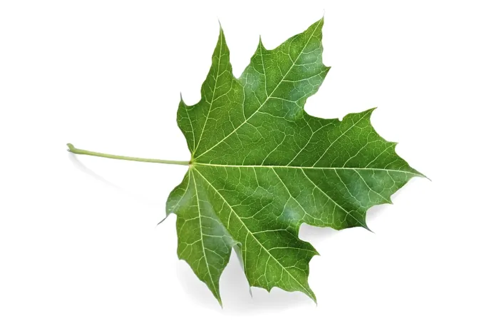 Framed Print : Green Maple Leaf Print on White Background Framed Print : Green Maple Leaf Print on White Background