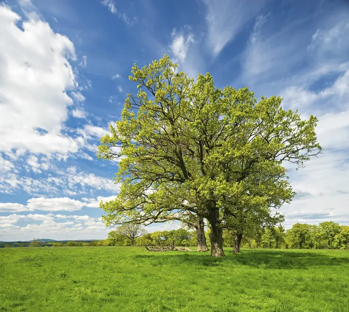 Framed Print : Green Meadow with Trees in Spring Print, Reinhardswald, Germany Framed Print : Green Meadow with Trees in Spring Print, Reinhardswald, Germany
