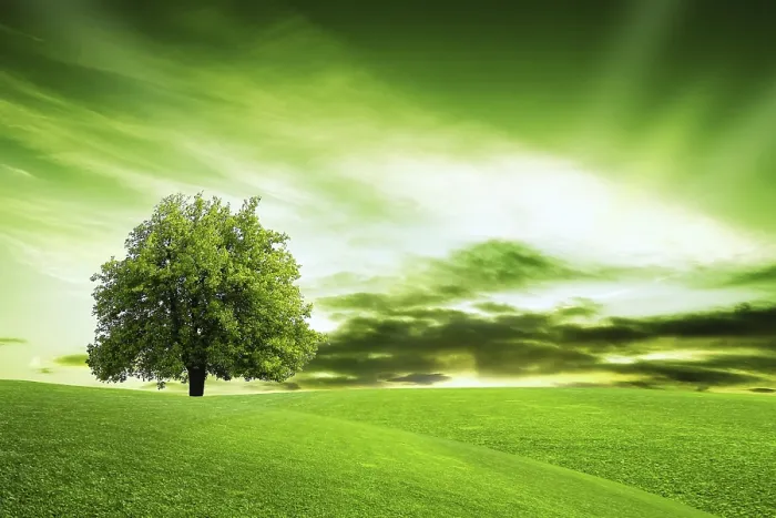 Framed Print : Our Green Planet Print